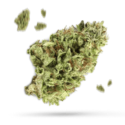 Blue Kripple - Cannabissorte