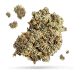 Blue Persuasion - Cannabissorte