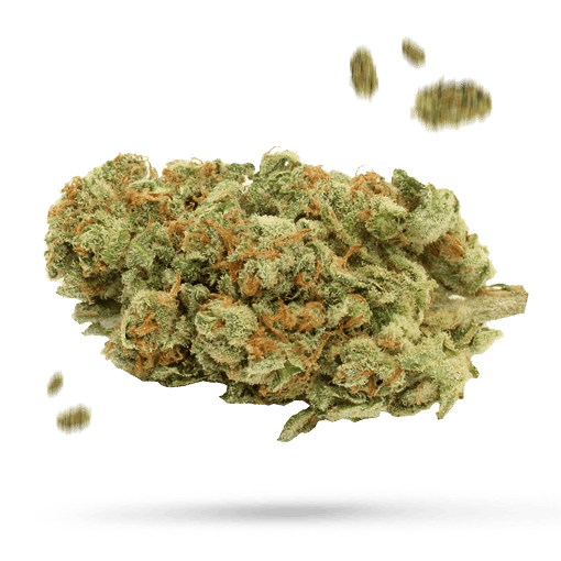 Blue Tahoe - Cannabissorte