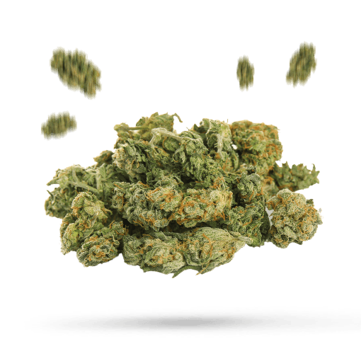 Blueberry Cruffin - Cannabissorte