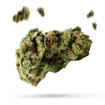 Blueberry Frost - Cannabissorte