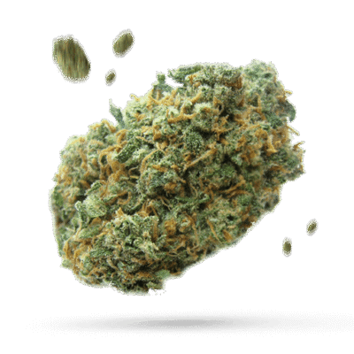 Bluesexplosion - Cannabissorte