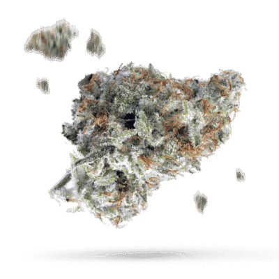 Bomb Cyclone - Cannabissorte