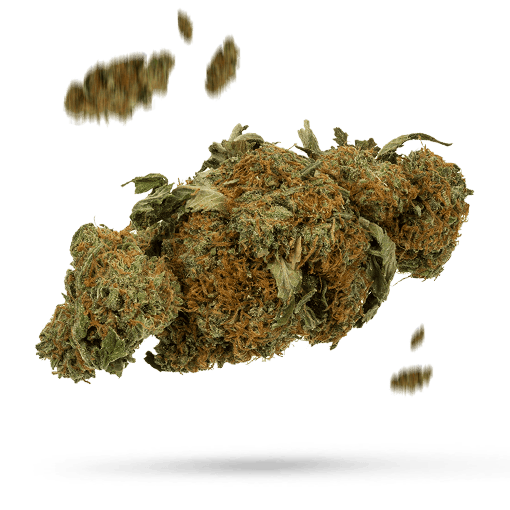 Bootlegger - Cannabissorte
