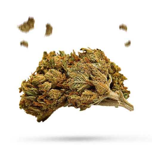 Brain Candy - Cannabissorte