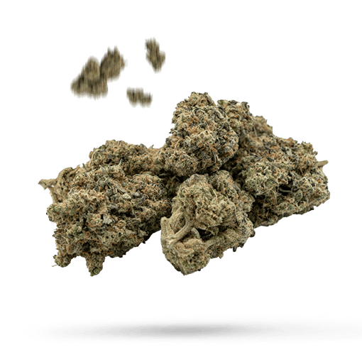 Bridge H20 - Cannabissorte