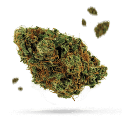 Broken Coast - Cannabissorte