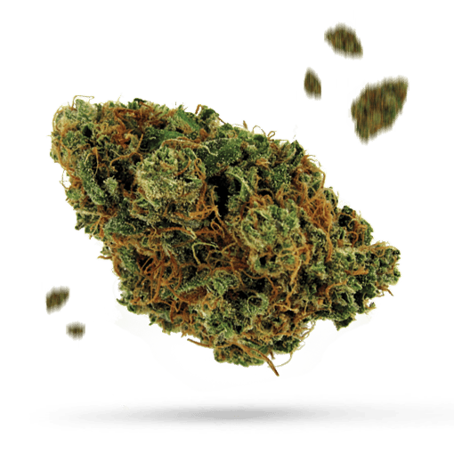 Broken Coast - Cannabissorte