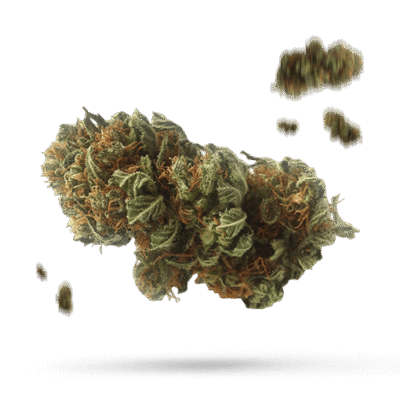 Brownie Pie - Cannabissorte