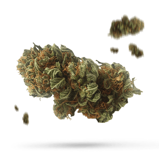 Brownie Pie - Cannabissorte