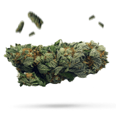 Bubblegum Breath - Cannabissorte