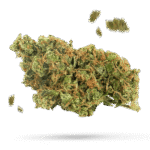 Bubblegum Cookies - Cannabissorte