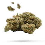 Bullet Silver - Cannabissorte