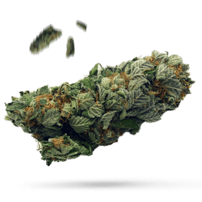Burkle - Cannabissorte