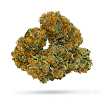Cactus Cooler - Cannabissorte