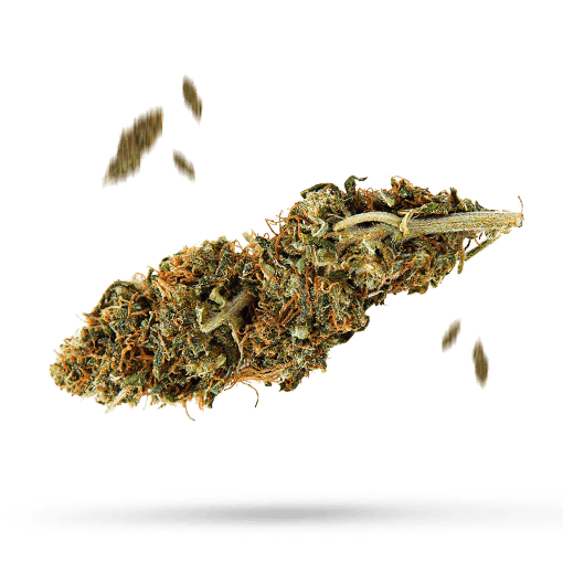 Cali Gold - Cannabissorte