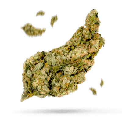 Cali Orange Bud - Cannabissorte