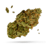 California Hash Plant - Cannabissorte