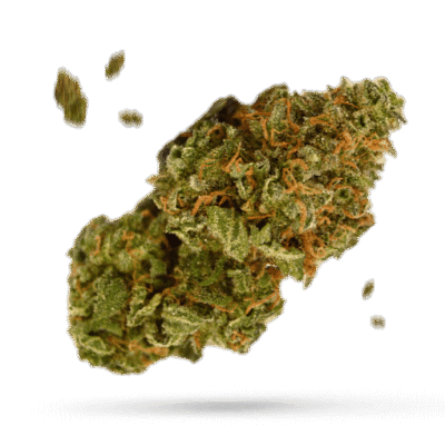 California Hash Plant - Cannabissorte