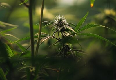 Cannabis Ruderalis