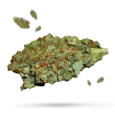 Cascadia Kush - Cannabissorte