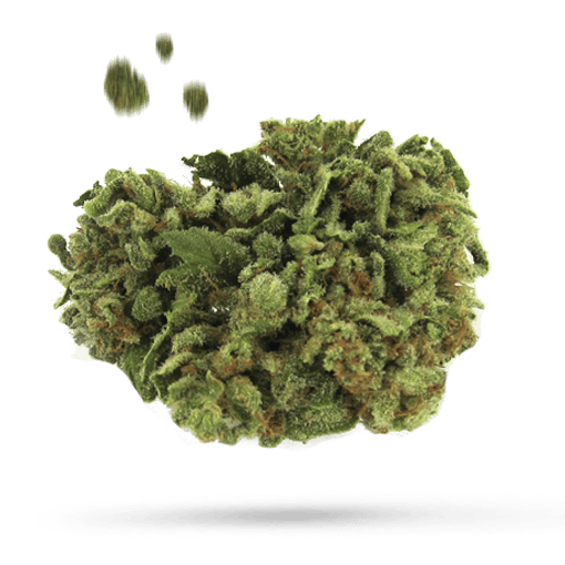 Casey Jones - Cannabissorte