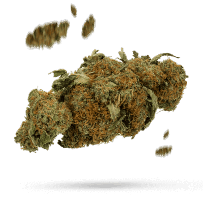 CBD Critical Mass - Cannabissorte