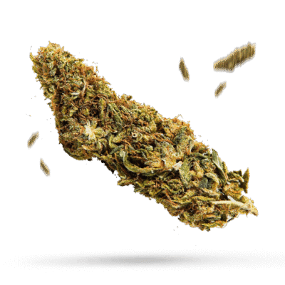 CBD Yummy - Cannabissorte