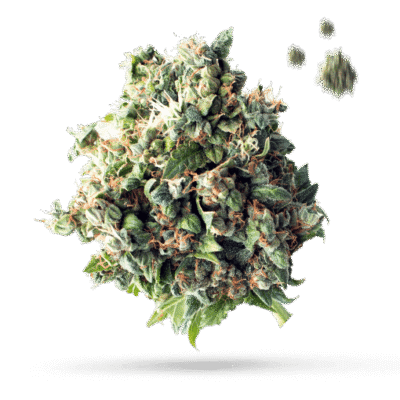 Cement Shoes - Cannabissorte