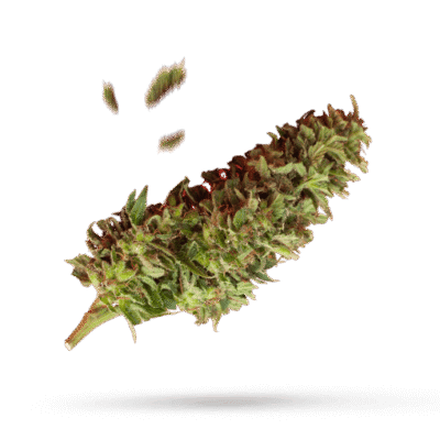 Cheese Candy - Cannabissorte