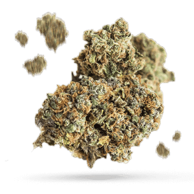 Chem Cookies - Cannabissorte