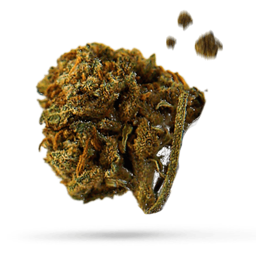Chem Sis - Cannabissorte