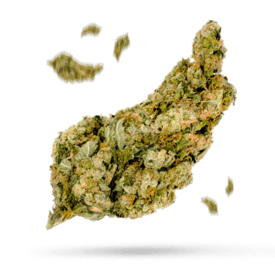 Cherry Burst - Cannabissorte