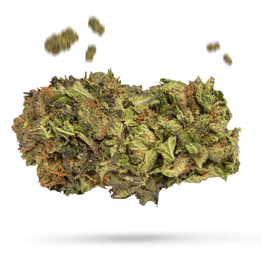 Cherry Cola - Cannabissorte