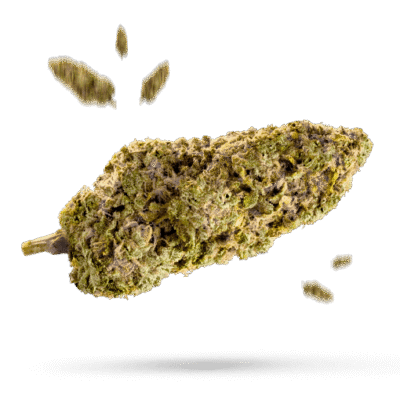 Cherry Lime Haze - Cannabissorte