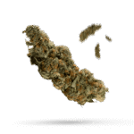 Chocolate Drop - Cannabissorte