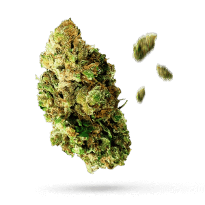 Chocolate Frosted Sherbet - Cannabissorte