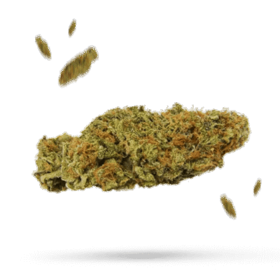 Chocolate Kush - Cannabissorte