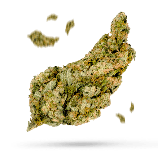 Chocolate Thunder - Cannabissorte