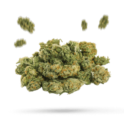 Chocolato - Cannabissorte