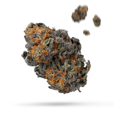 Chocolony - Cannabissorte