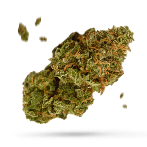 Chucky's Bride - Cannabissorte