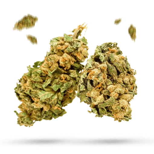 Churchill Cherry - Cannabissorte