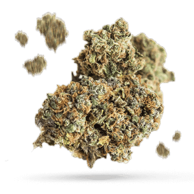 Cinderella 99 - Cannabissorte