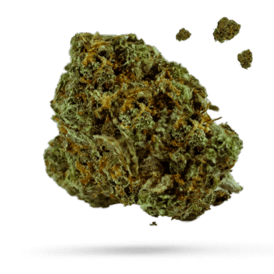 Cindy Haze - Cannabissorte