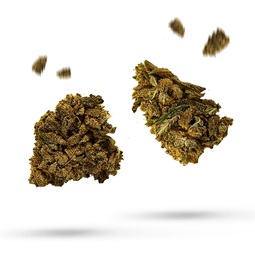 Citrus Funk - Cannabissorte