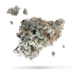 Cookies and Cream - Cannabissorte