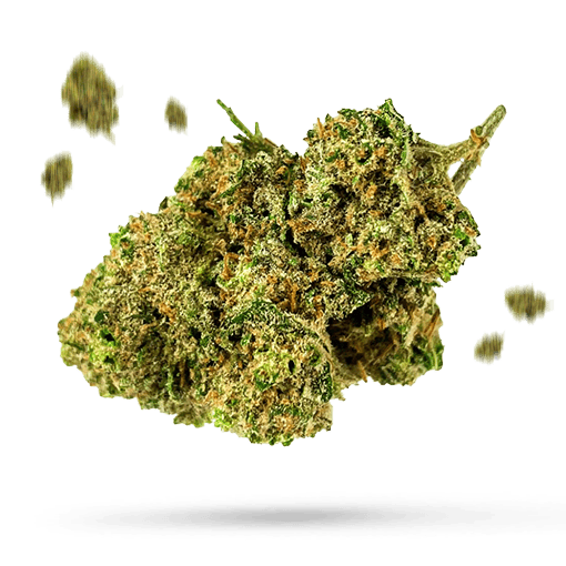 Cookies Kush - Cannabissorte