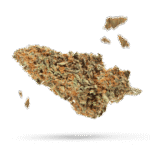 Critical Cheese - Cannabissorte