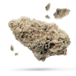Critical Haze - Cannabissorte